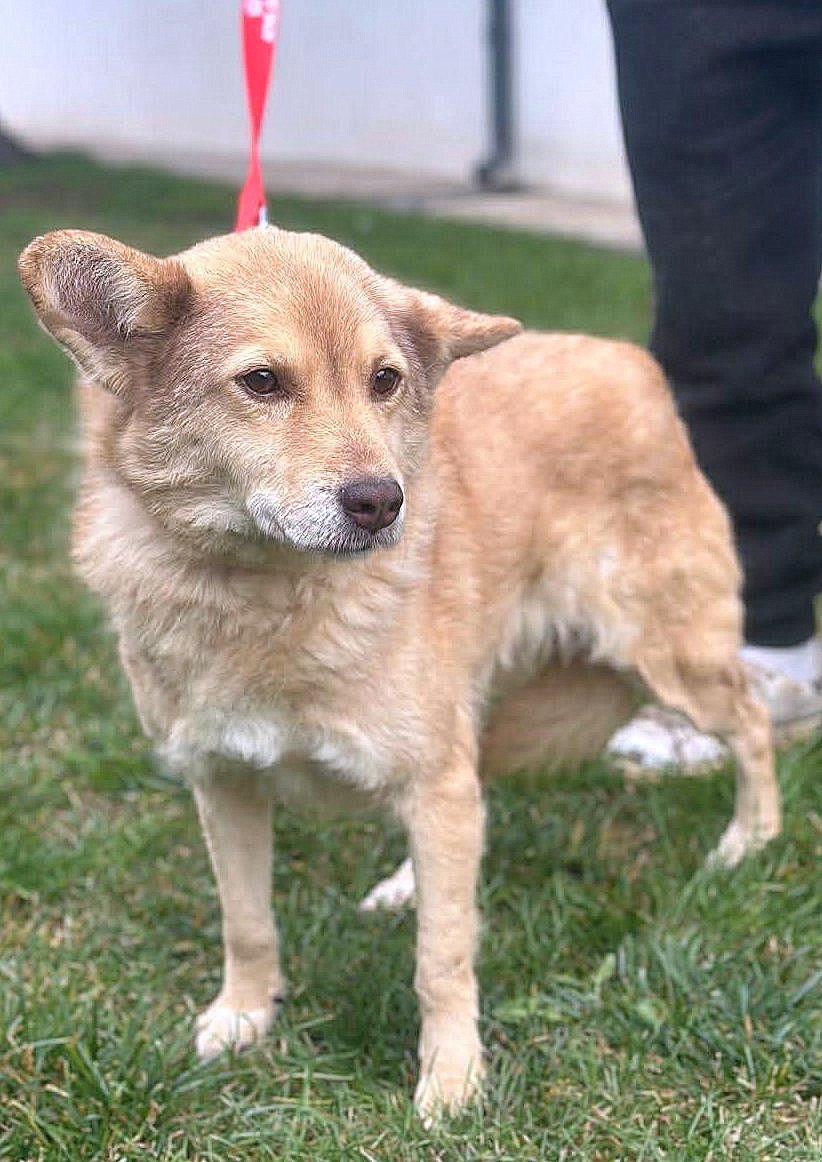 *** ADOPTED UK *** ✨ Elena "Leentje" – lief meisje met een zacht hart ✨
