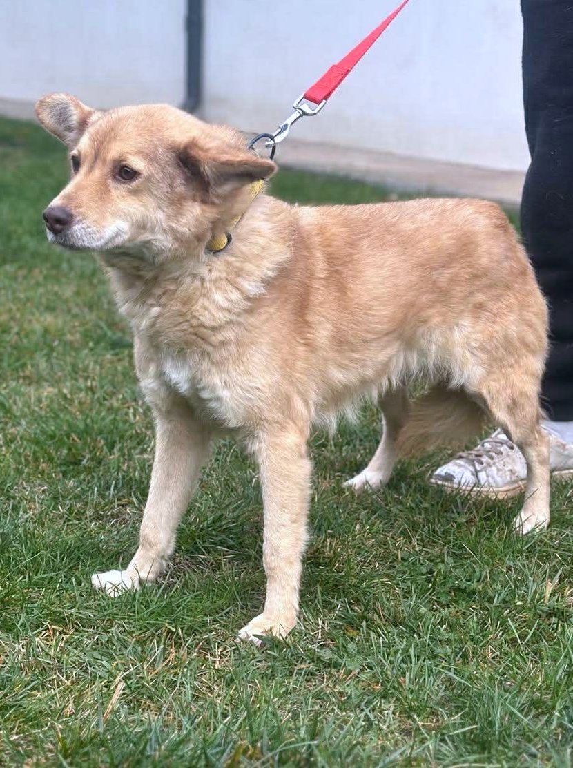 *** ADOPTED UK *** ✨ Elena "Leentje" – lief meisje met een zacht hart ✨