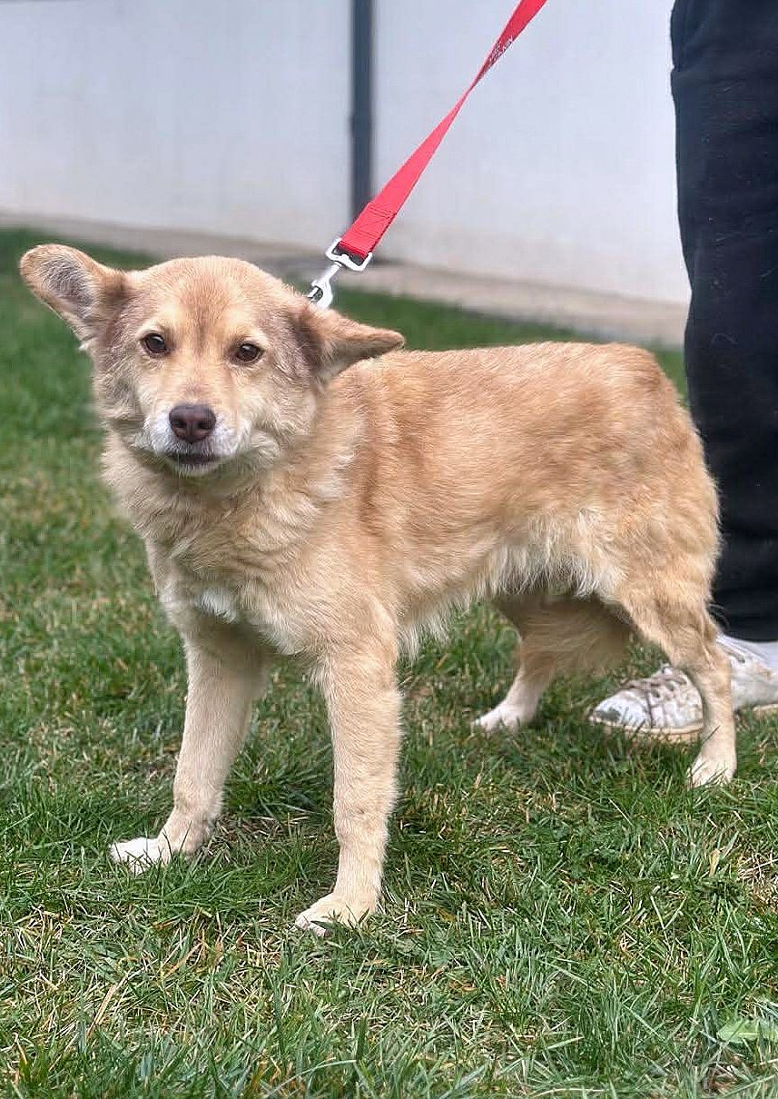 *** ADOPTED UK *** ✨ Elena "Leentje" – lief meisje met een zacht hart ✨