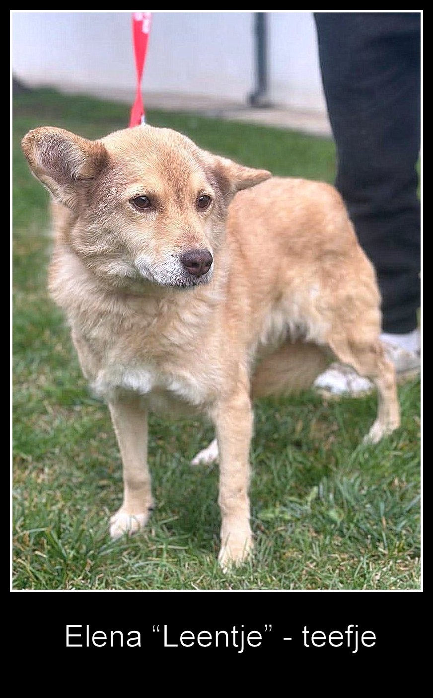*** ADOPTED UK *** ✨ Elena "Leentje" – lief meisje met een zacht hart ✨