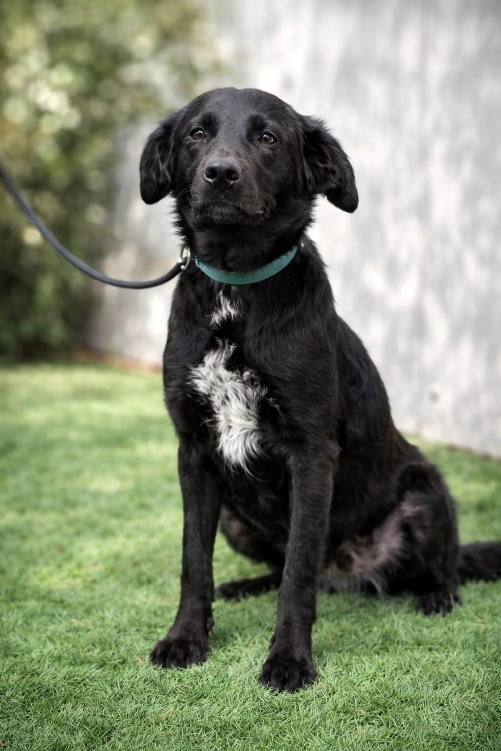 *** RESERVED FOR UK *** EBONY