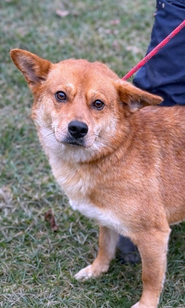 *** ADOPTED UK  *** 🌸 Yumi: zachte blik, teder hart, pure vreugde 🐾