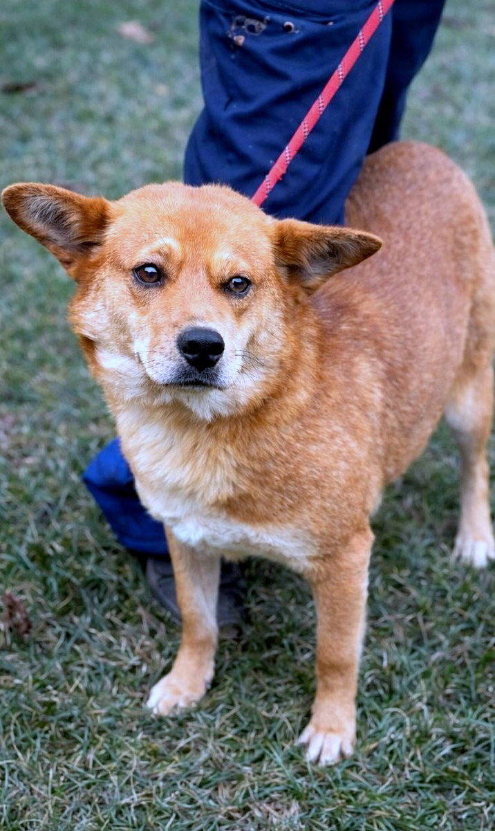 *** ADOPTED UK  *** 🌸 Yumi: zachte blik, teder hart, pure vreugde 🐾