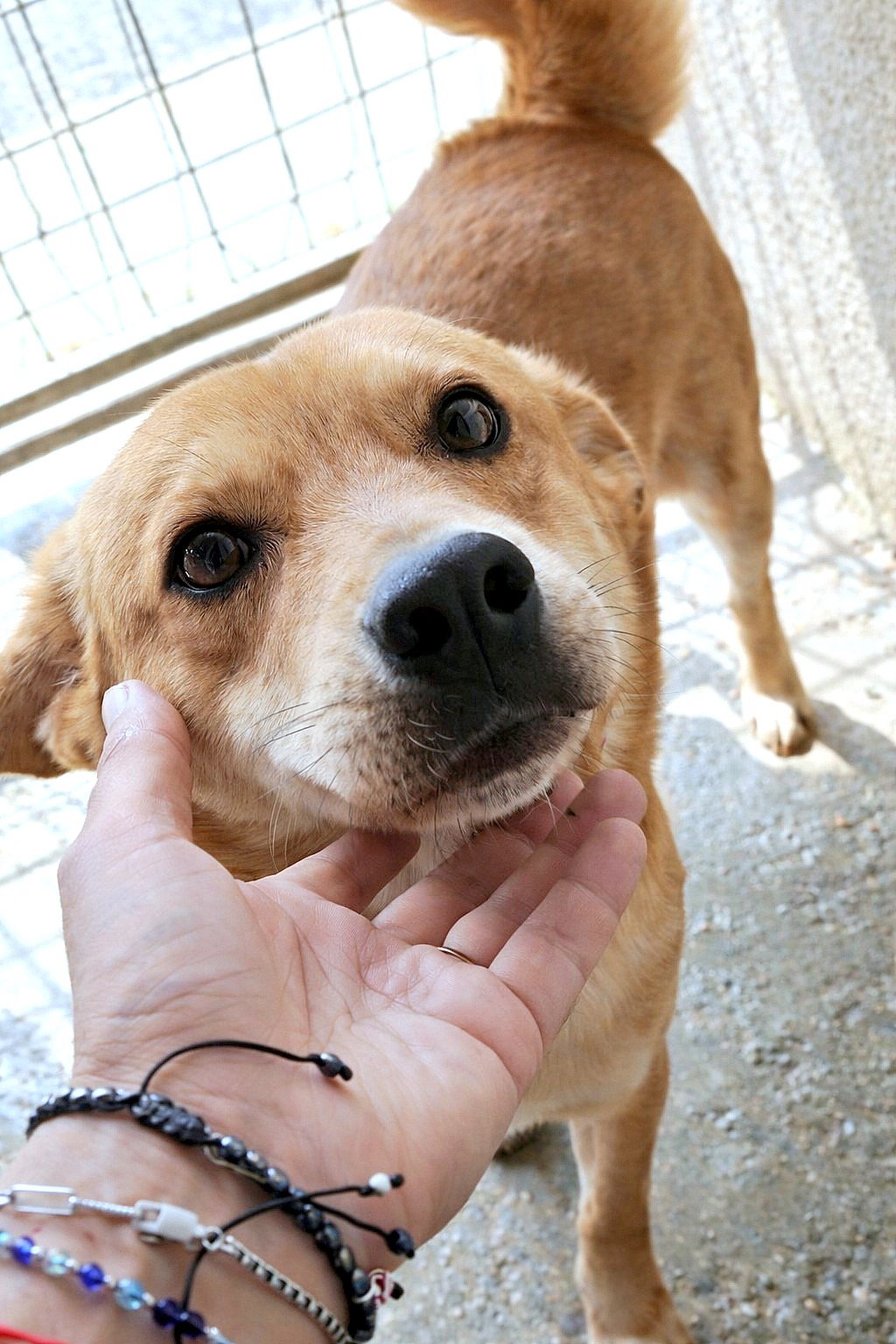 *** ADOPTED UK  *** 🌸 Yumi: zachte blik, teder hart, pure vreugde 🐾