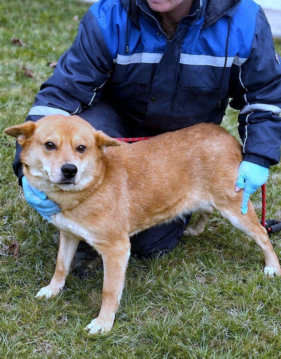*** ADOPTED UK  *** 🌸 Yumi: zachte blik, teder hart, pure vreugde 🐾