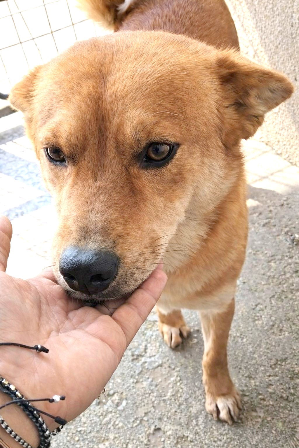 *** ADOPTED UK  *** 🌸 Yumi: zachte blik, teder hart, pure vreugde 🐾