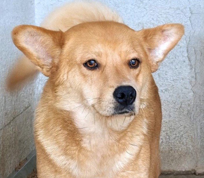 *** ADOPTED UK  *** 🌸 Yumi: zachte blik, teder hart, pure vreugde 🐾