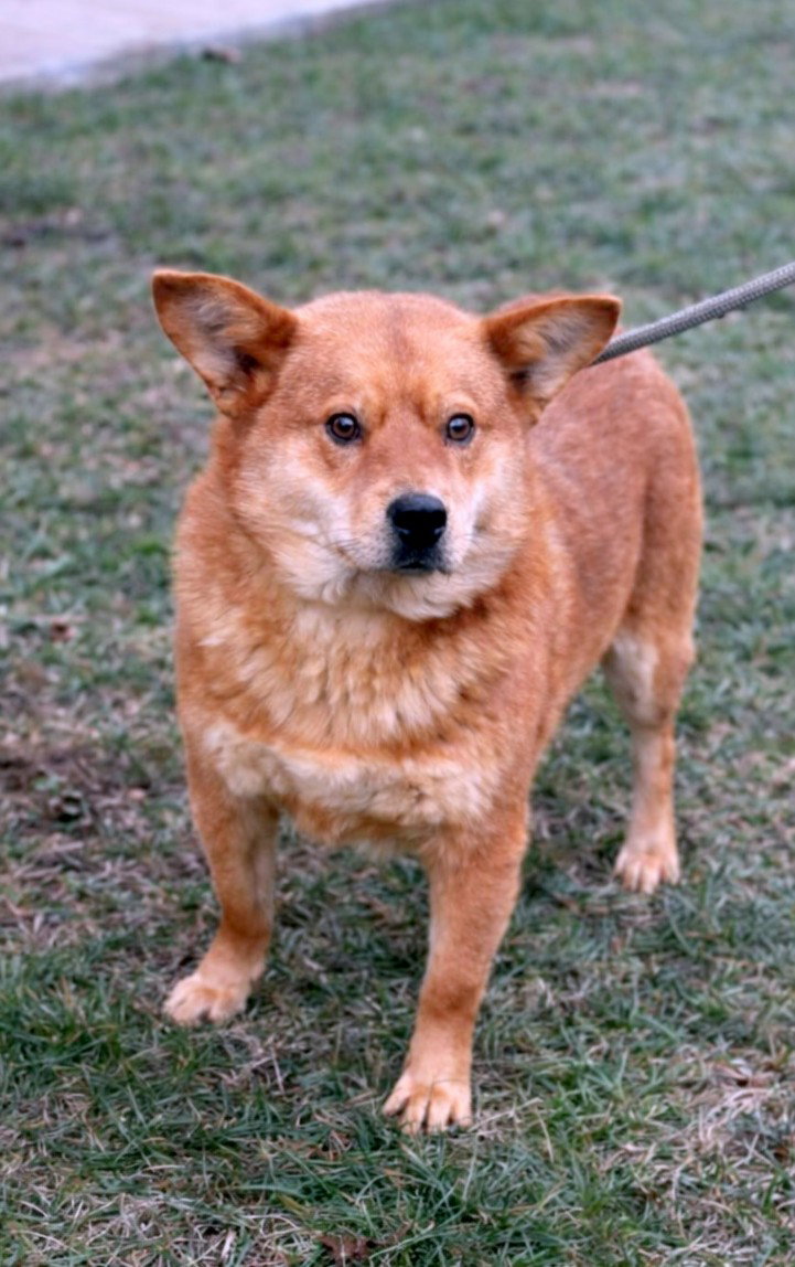 *** ADOPTED UK ***  Kenji, een hond die stilletjes je hart verovert — en er dan voor altijd blijft. 🤍