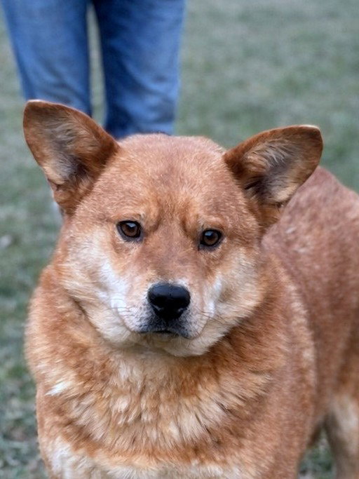 *** ADOPTED UK ***  Kenji, een hond die stilletjes je hart verovert — en er dan voor altijd blijft. 🤍