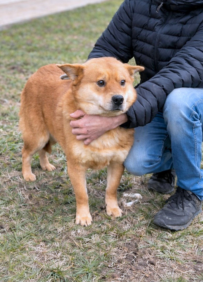 *** ADOPTED UK ***  Kenji, een hond die stilletjes je hart verovert — en er dan voor altijd blijft. 🤍