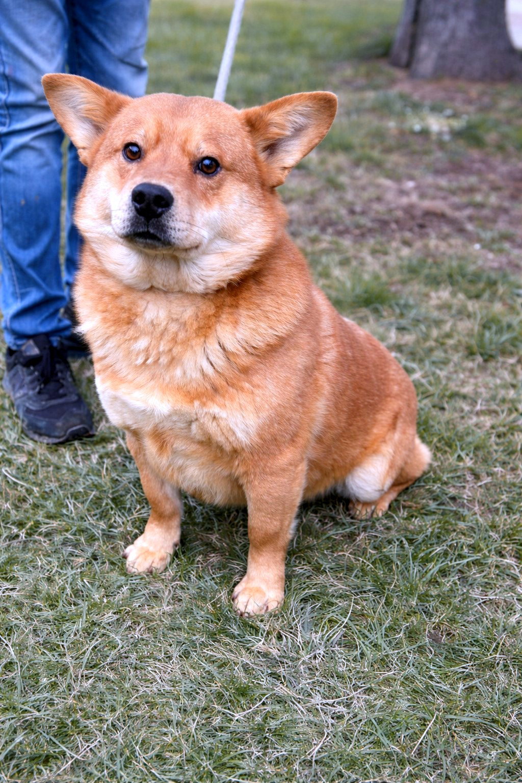 *** ADOPTED UK ***  Kenji, een hond die stilletjes je hart verovert — en er dan voor altijd blijft. 🤍