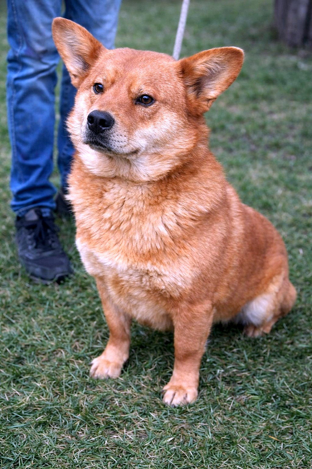 *** ADOPTED UK ***  Kenji, een hond die stilletjes je hart verovert — en er dan voor altijd blijft. 🤍