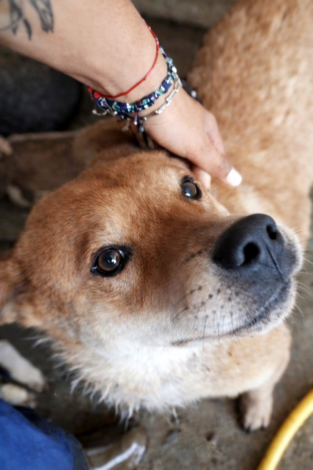 *** ADOPTED UK ***  Kenji, een hond die stilletjes je hart verovert — en er dan voor altijd blijft. 🤍