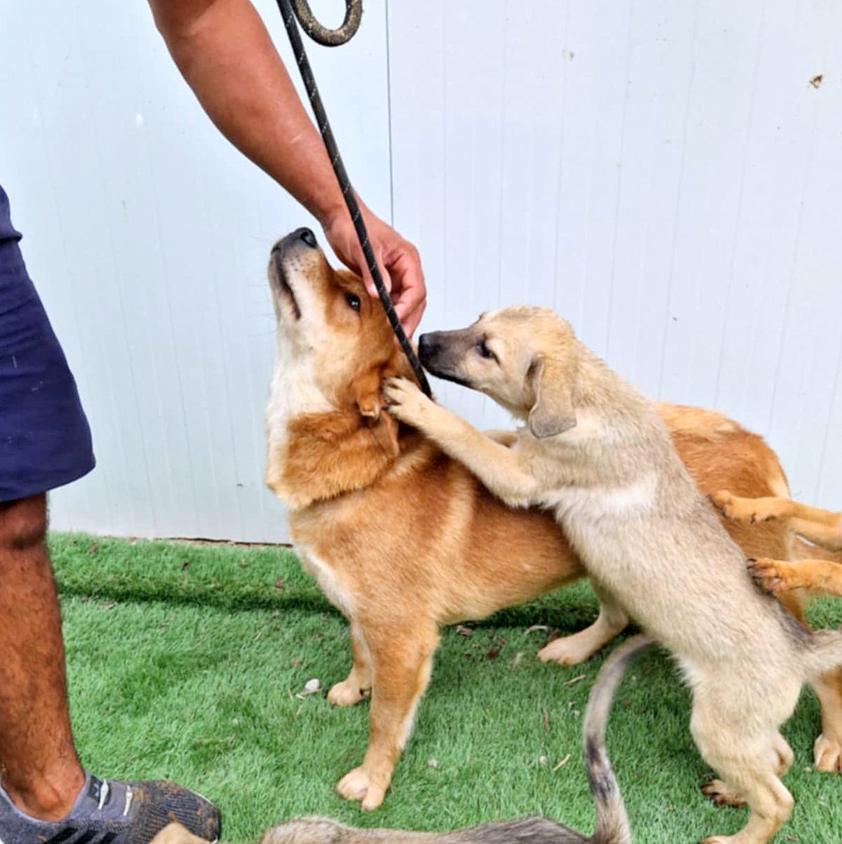 *** ADOPTED UK ***  Kenji, een hond die stilletjes je hart verovert — en er dan voor altijd blijft. 🤍
