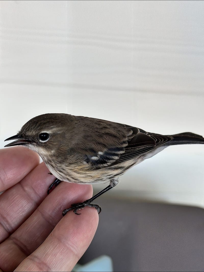 Final Appeal - Deadline Monday Noon July 27