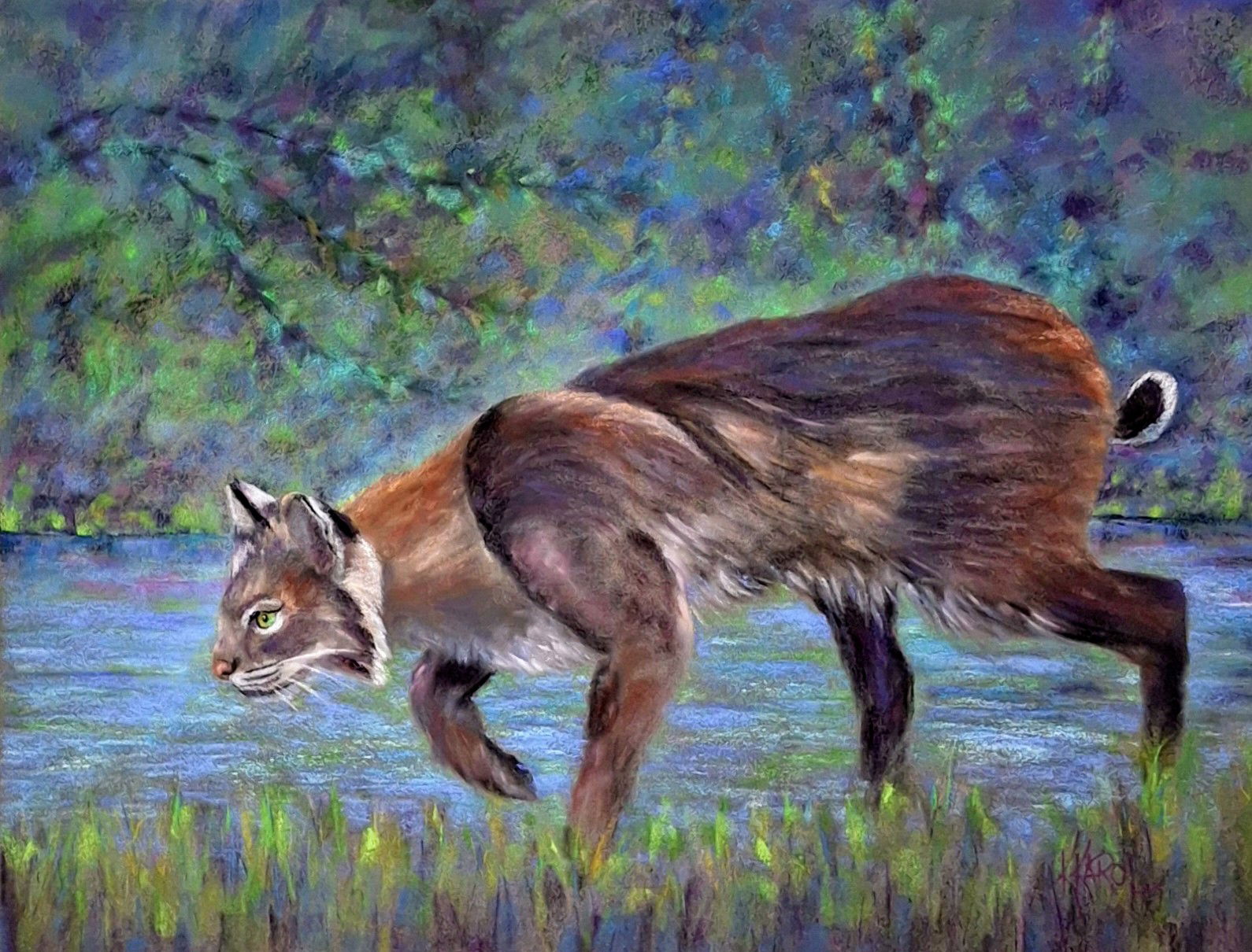 Florida Bobcat on the Prowl