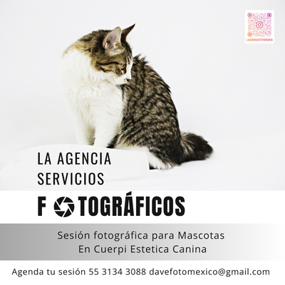 Sesiones Fotográficas para Mascotas image