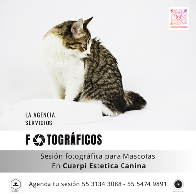 Sesiones Fotográficas para Mascotas image