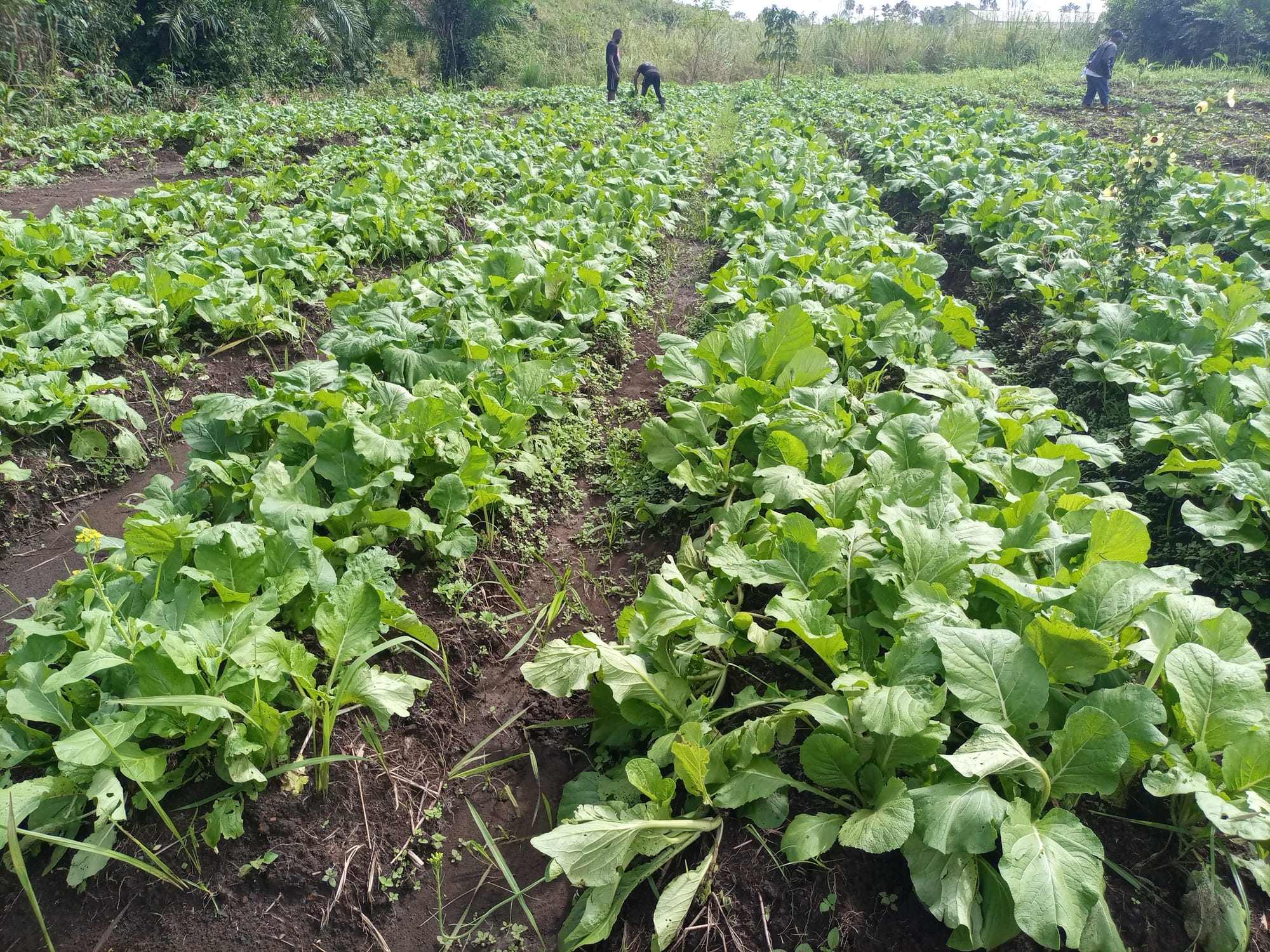 Appui financier pour le renforcement des structures publiques et privées