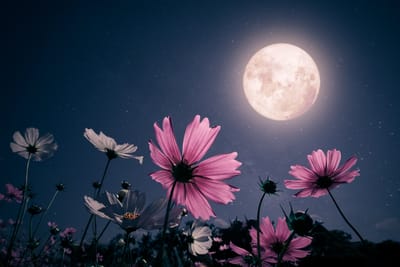 默觀時刻 image