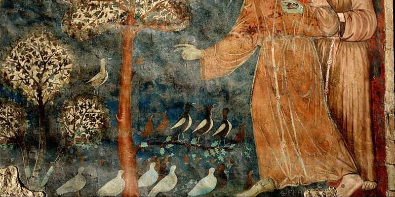 54. 一隻野金黃雀