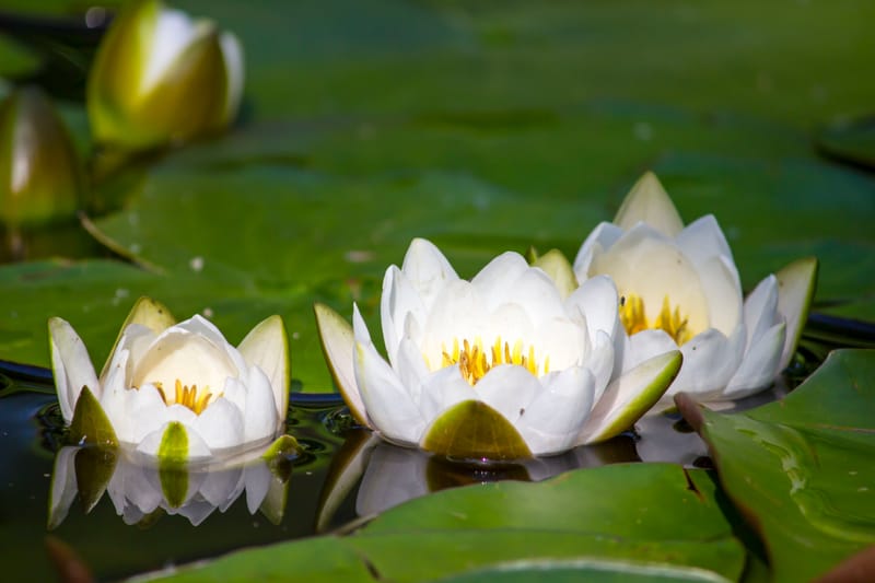 默觀時刻 image