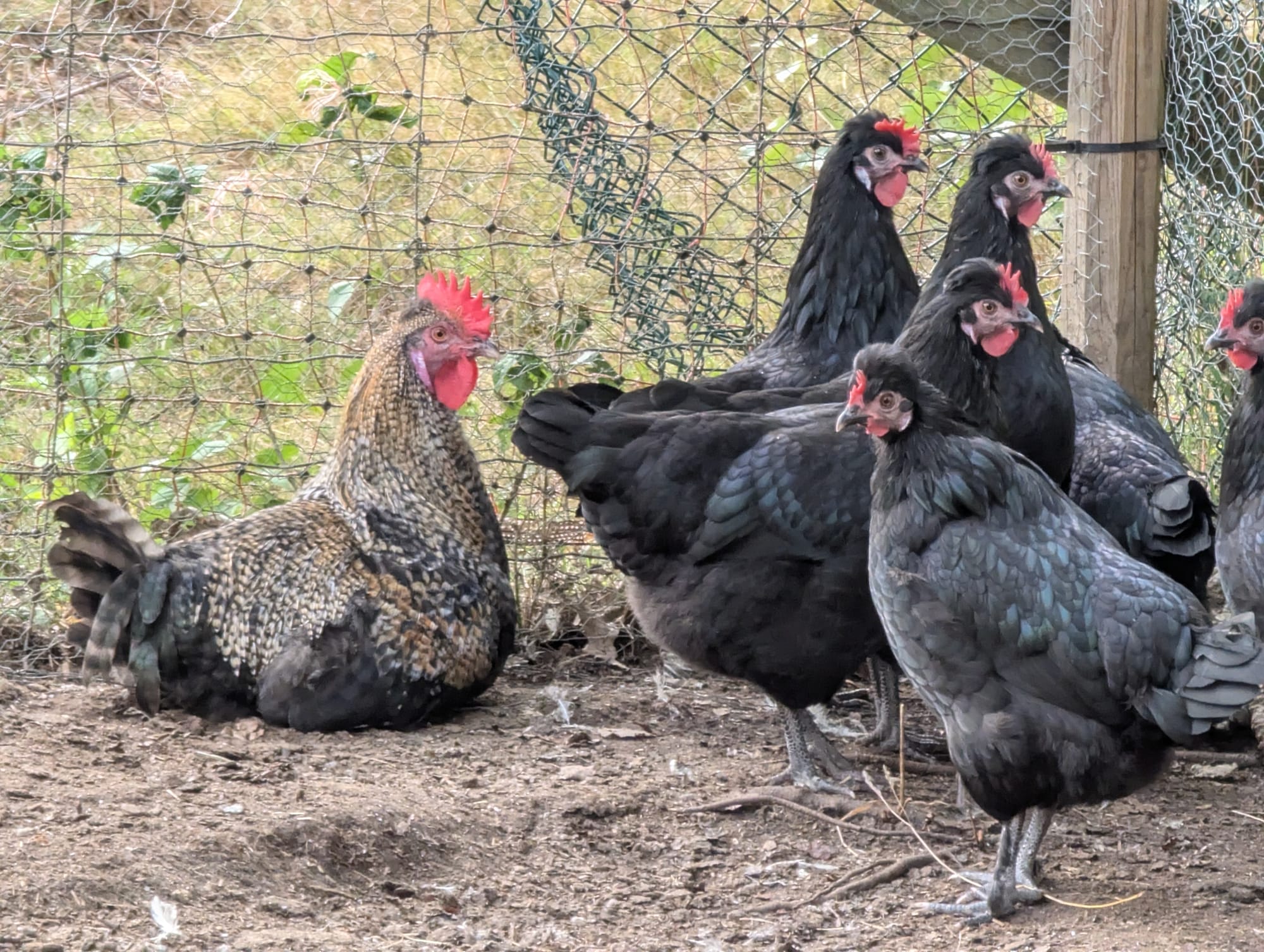 Korsning Cream Legbar x Maran