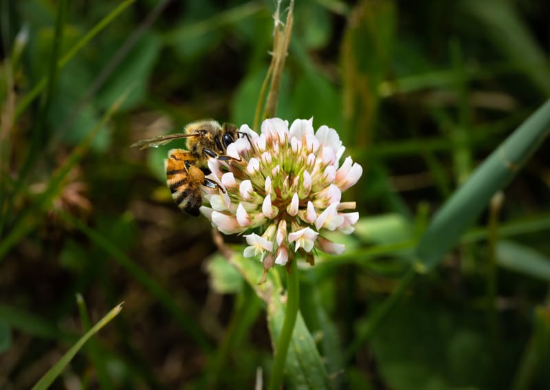 2025: The Sweetest Clover Honey Yet