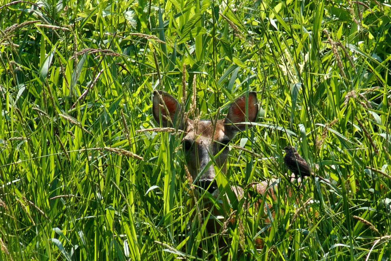 People, Animals, and Things