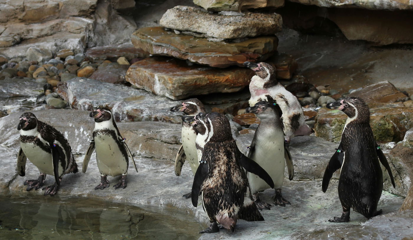 People, Animals, and Things