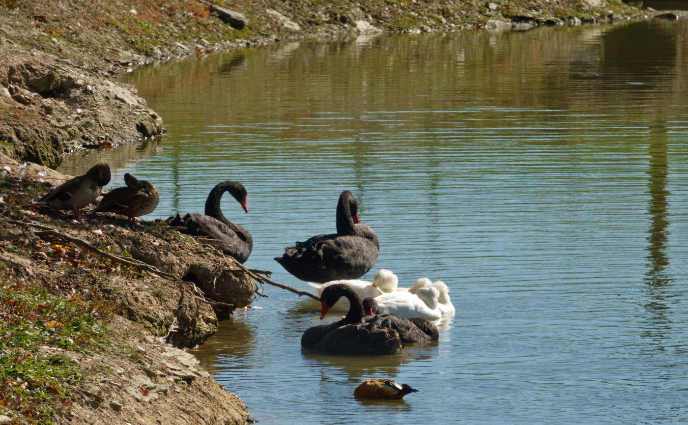 People, Animals, and Things