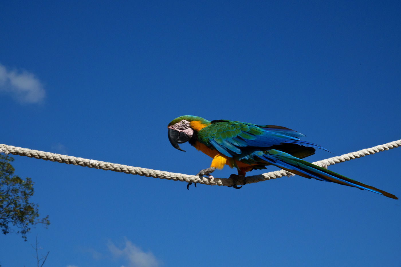 People, Animals, and Things