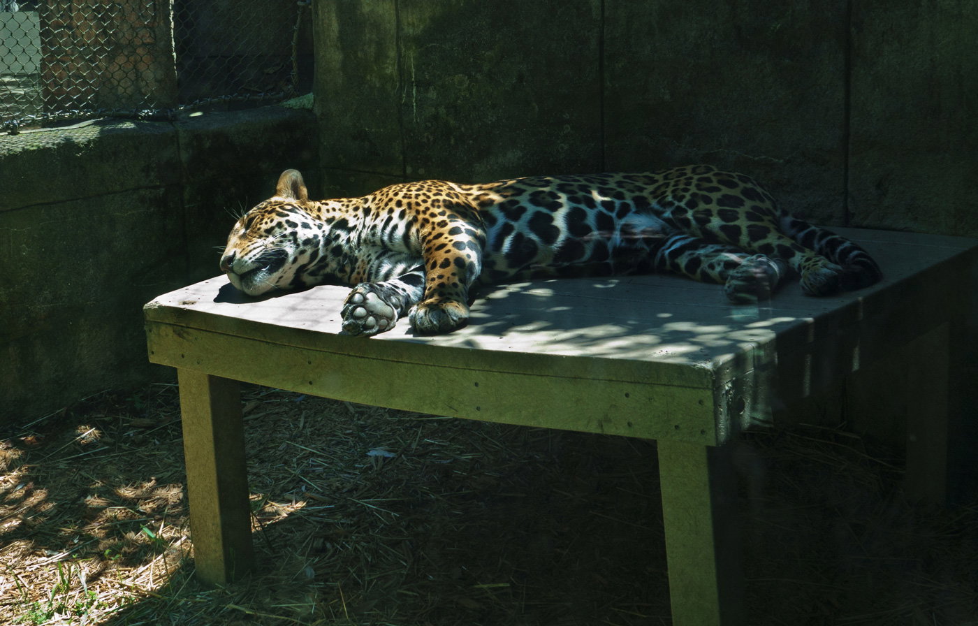People, Animals, and Things