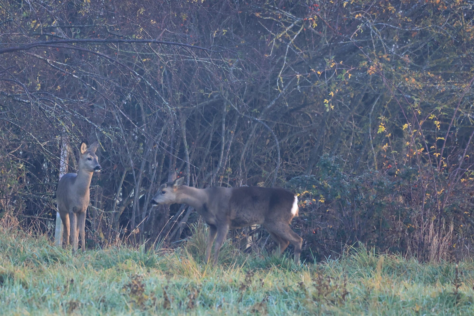 Décembre 2025 - chevreuils