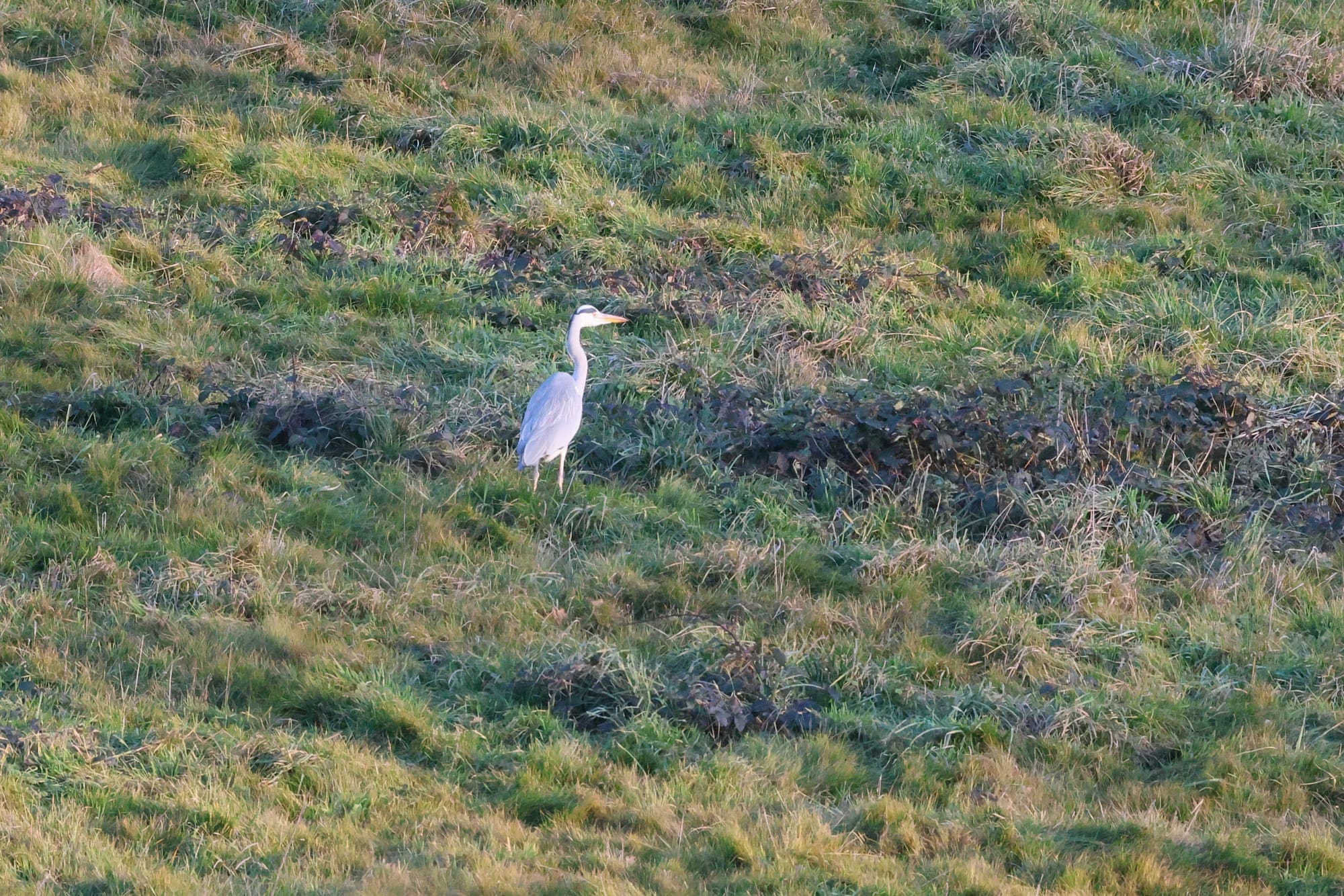 Héron au soleil couchant - janvier 2026