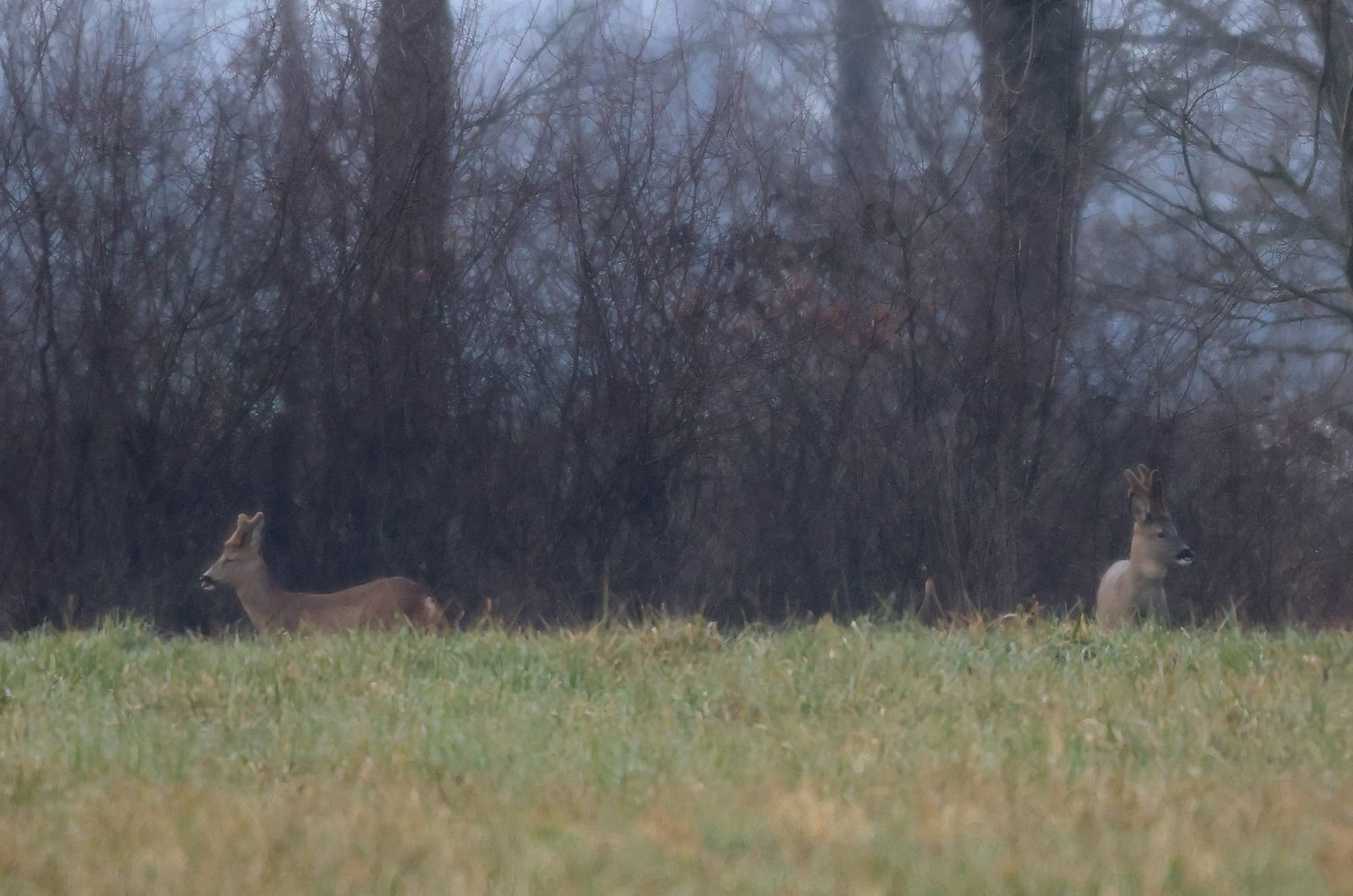 Brocards aux velours - le planétarium roannais