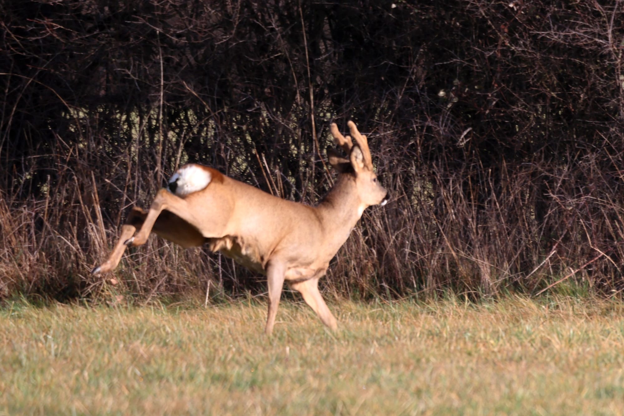 Brocards aux velours - le planétarium roannais
