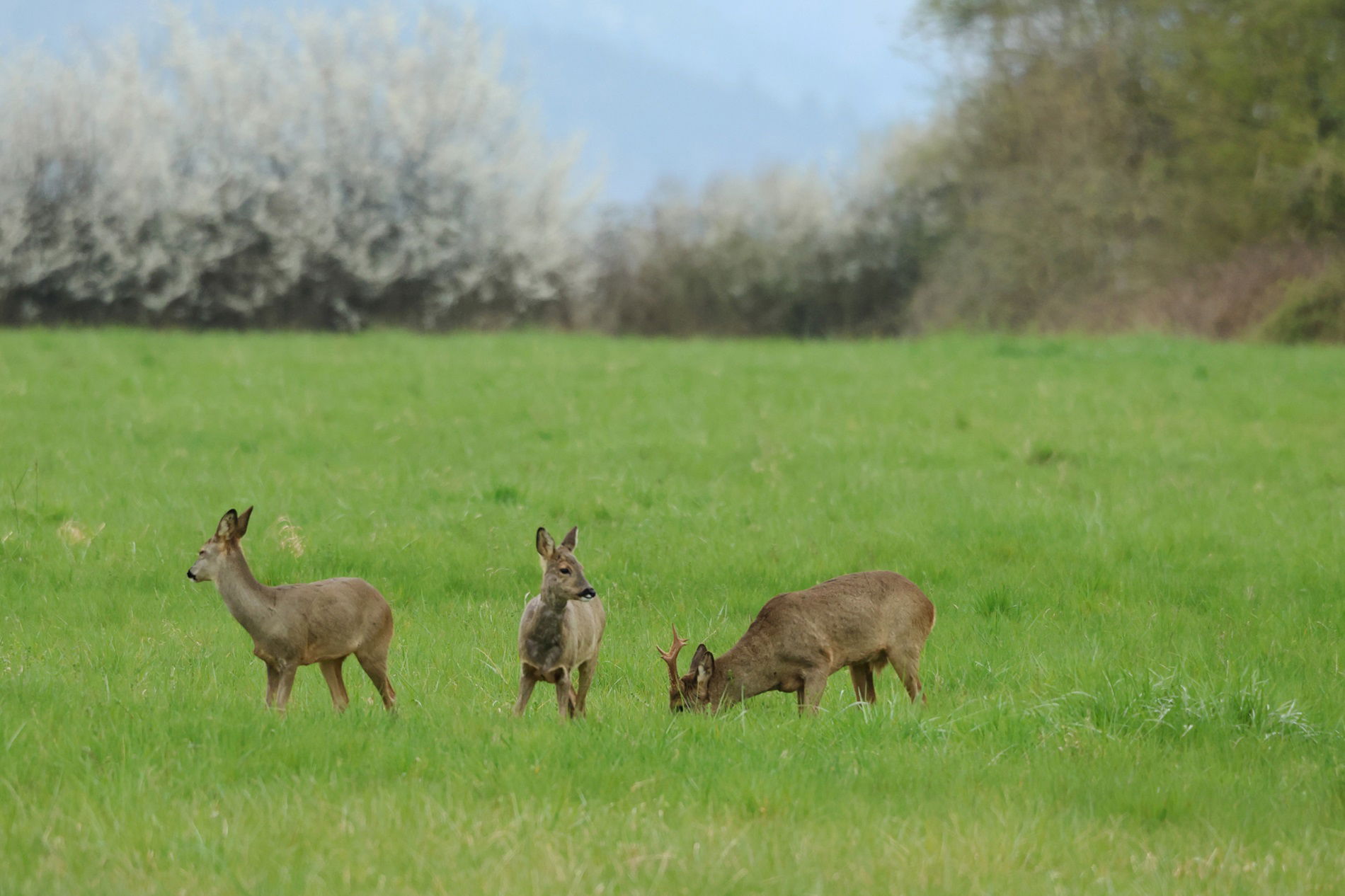 Une scène printanière 15032026