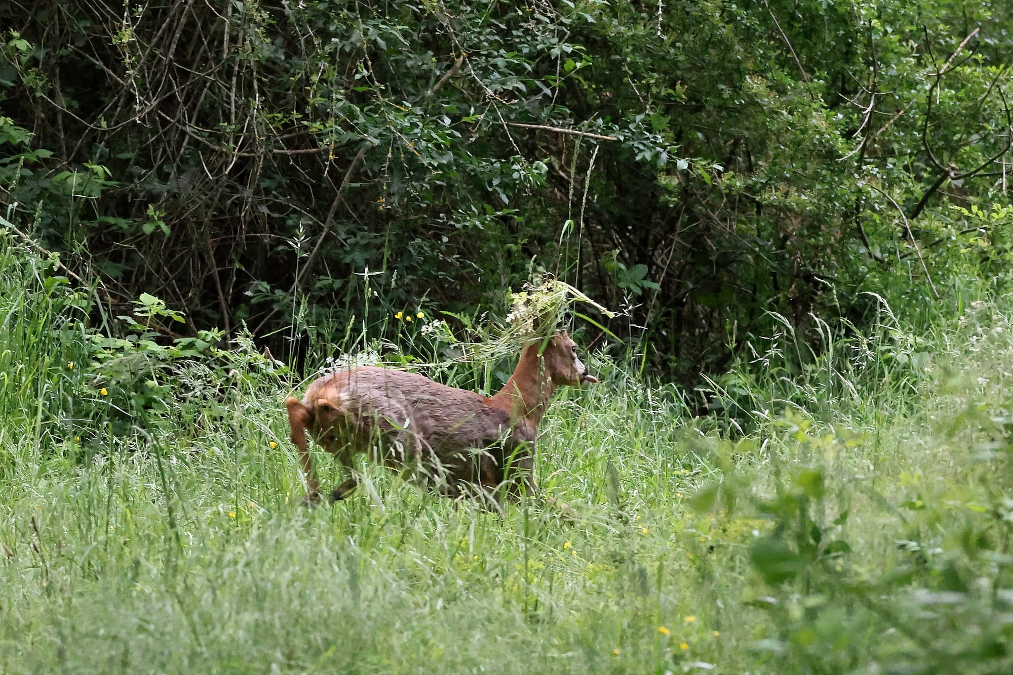 Brocard camouflé - 13052026