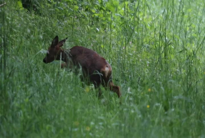 Chevrette broutant l'herbe 13052026