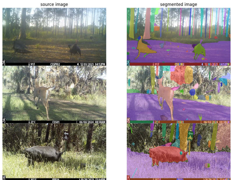 Animal Identification