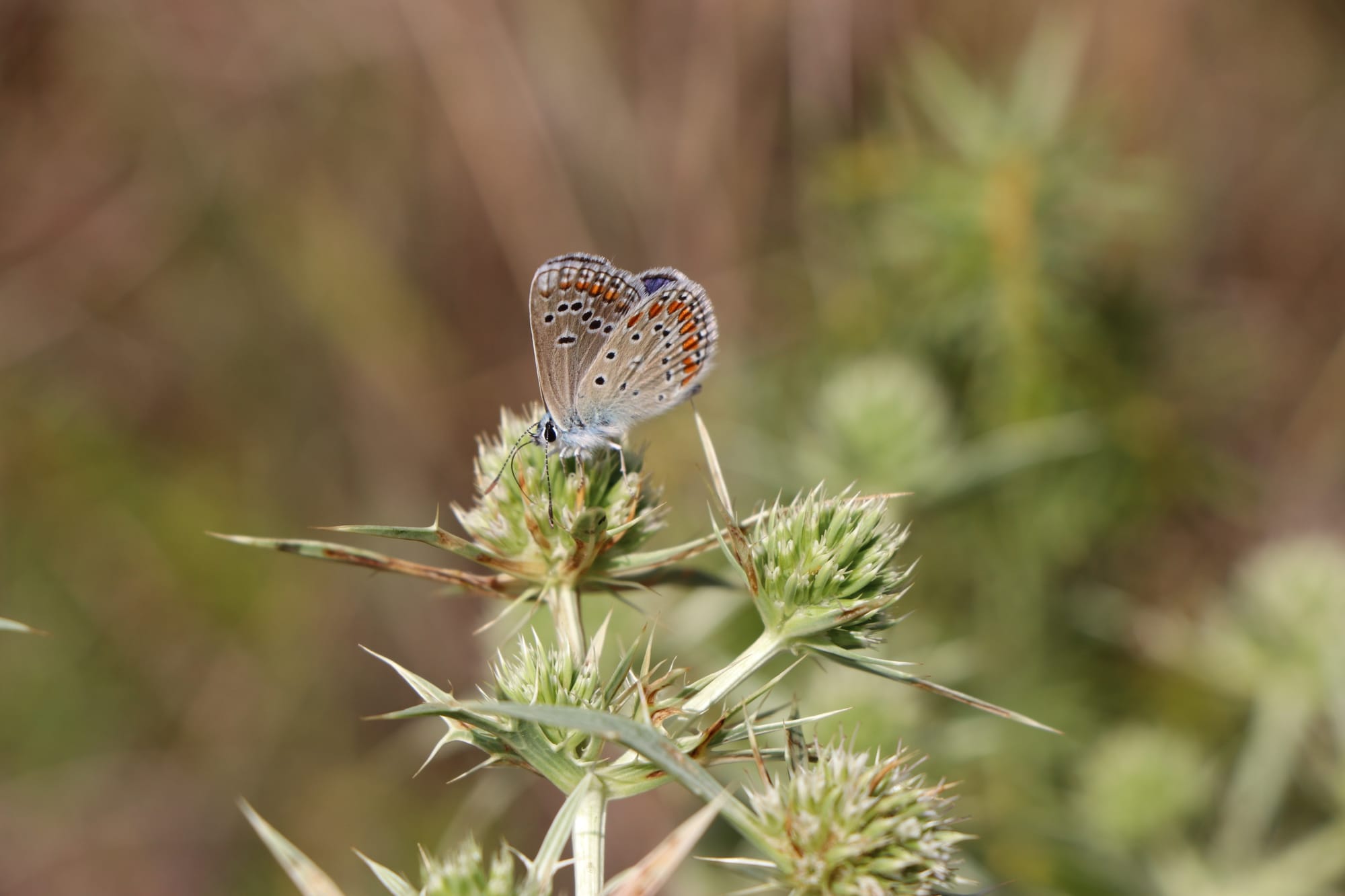 38ème édition du Tour du Dolmen
