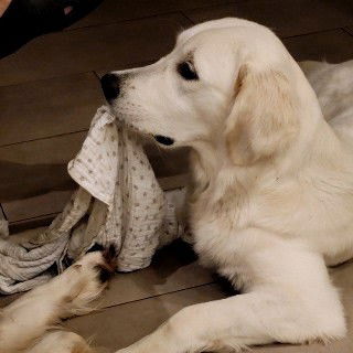 AYLA-die Tochter (Golden Ayla vom Eisenmond)