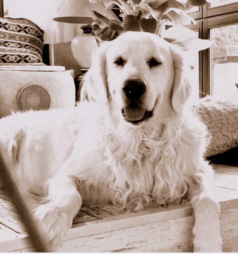 EDDY -der Papa  vom A-Wurf (Edwin vom Wolfsberg)