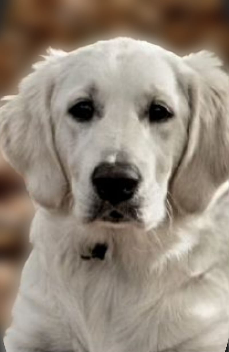 KELLY-der Papa vom B-Wurf (Kelly vom Wolfsberg)