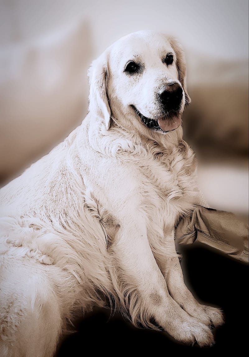 STINA- die Mama ( Now or never Emma over the Bridge)