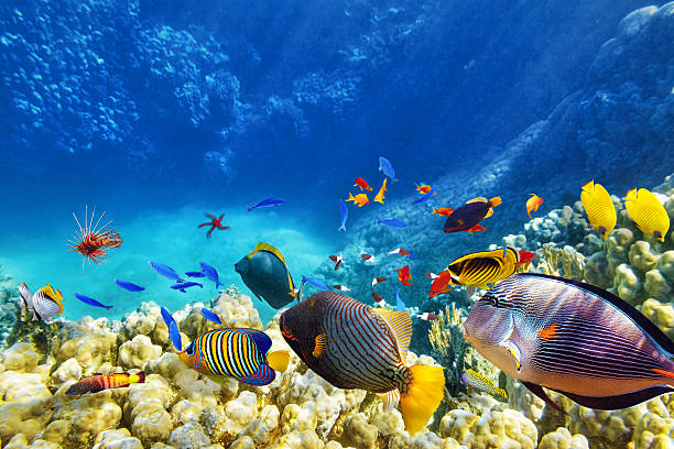 .         The Sea Room           .