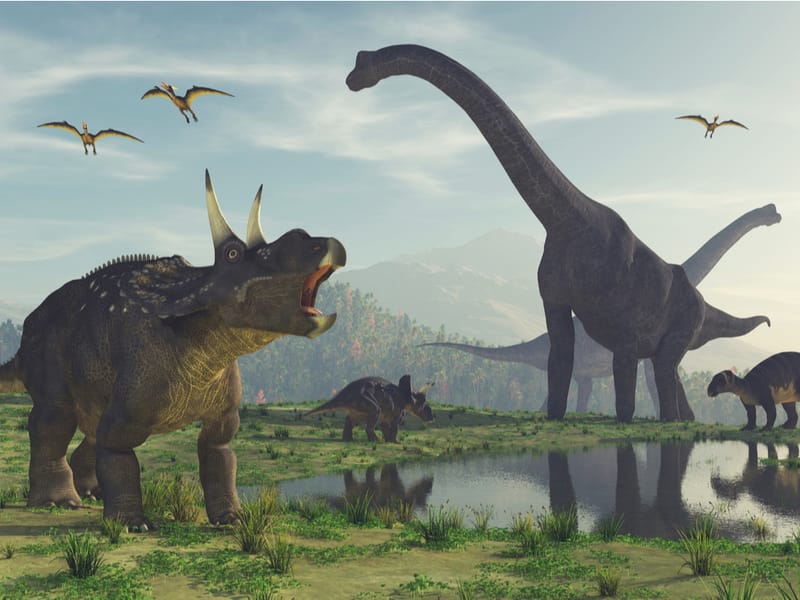 .   The Dinosaur room   .