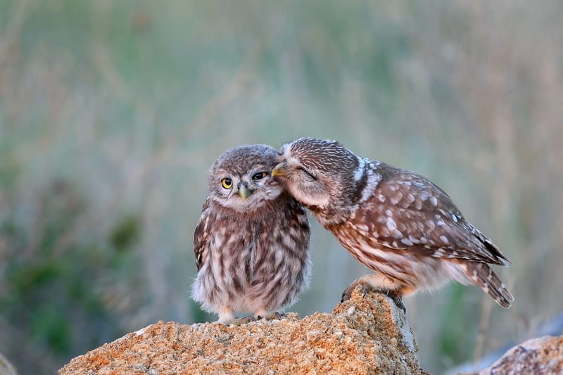 Couples