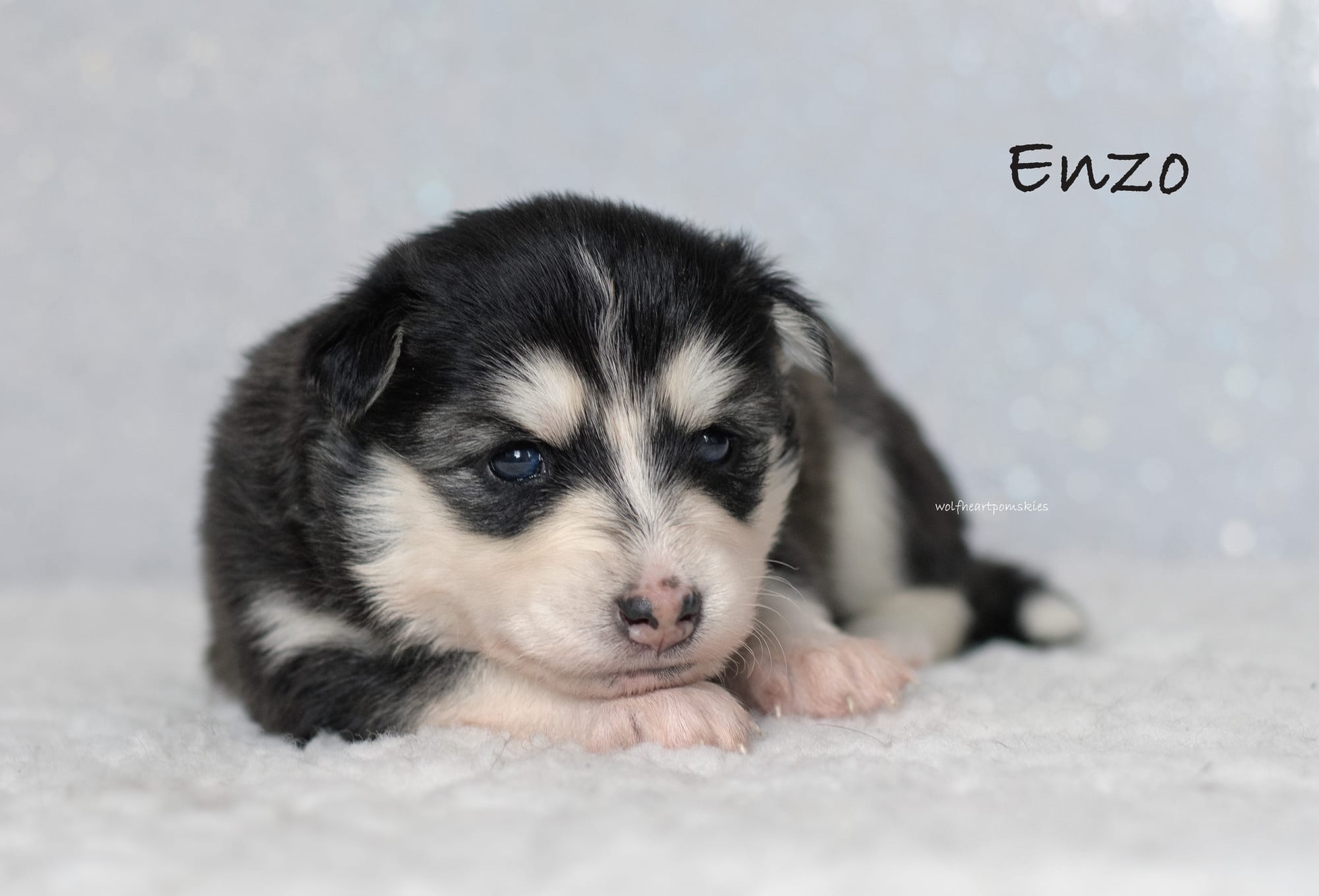 Enzo